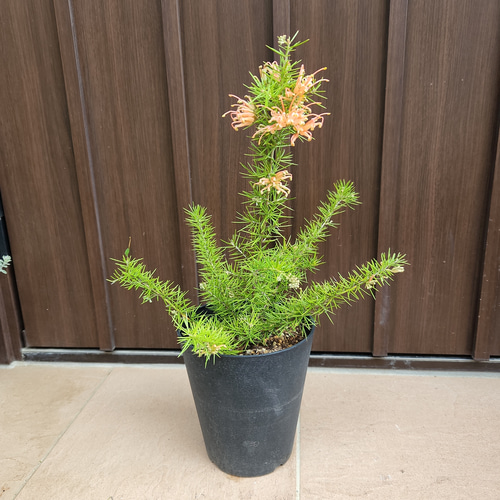 グレビレア ジュニペリーナ 鉢植え レア品種 ネイティブフラワー