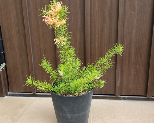 d7ce0f35d72124889a21f7ee307e6b