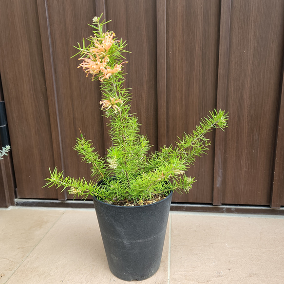 大きめ　グレビレア　ラナマリー　鉢植えF　苗　レア品種　オージープランツ 大きめ グレビレア ラナマリー 鉢植えF 苗 レア品種 オージープランツ