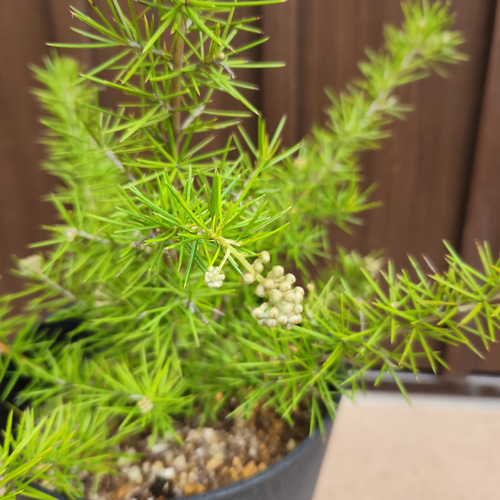 グレビレア ジュニペリーナ 鉢植え レア品種 ネイティブフラワー