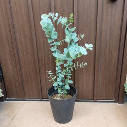 大きめ♪ ユーカリ 銀世界 鉢植え 苗 シンボルツリーに 盆栽
