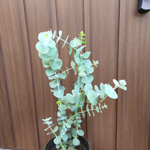 大きめ♪ ユーカリ 銀世界 鉢植え 苗 シンボルツリーに 盆栽