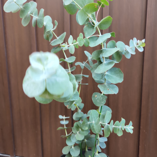 現品、ユーカリの大苗※銀世界　花付きなのでレアです！　少しお値引き出来ます 大きめ♪ ユーカリ 銀世界 鉢植え 苗 シンボルツリーに 盆栽