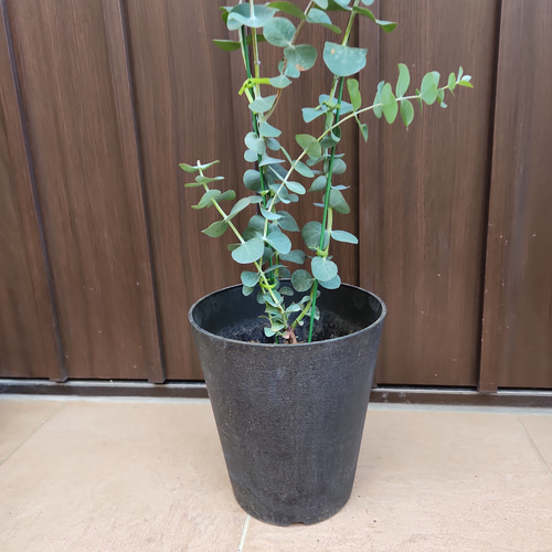大きめ♪ ユーカリ 銀世界 鉢植え 苗 シンボルツリーに 盆栽