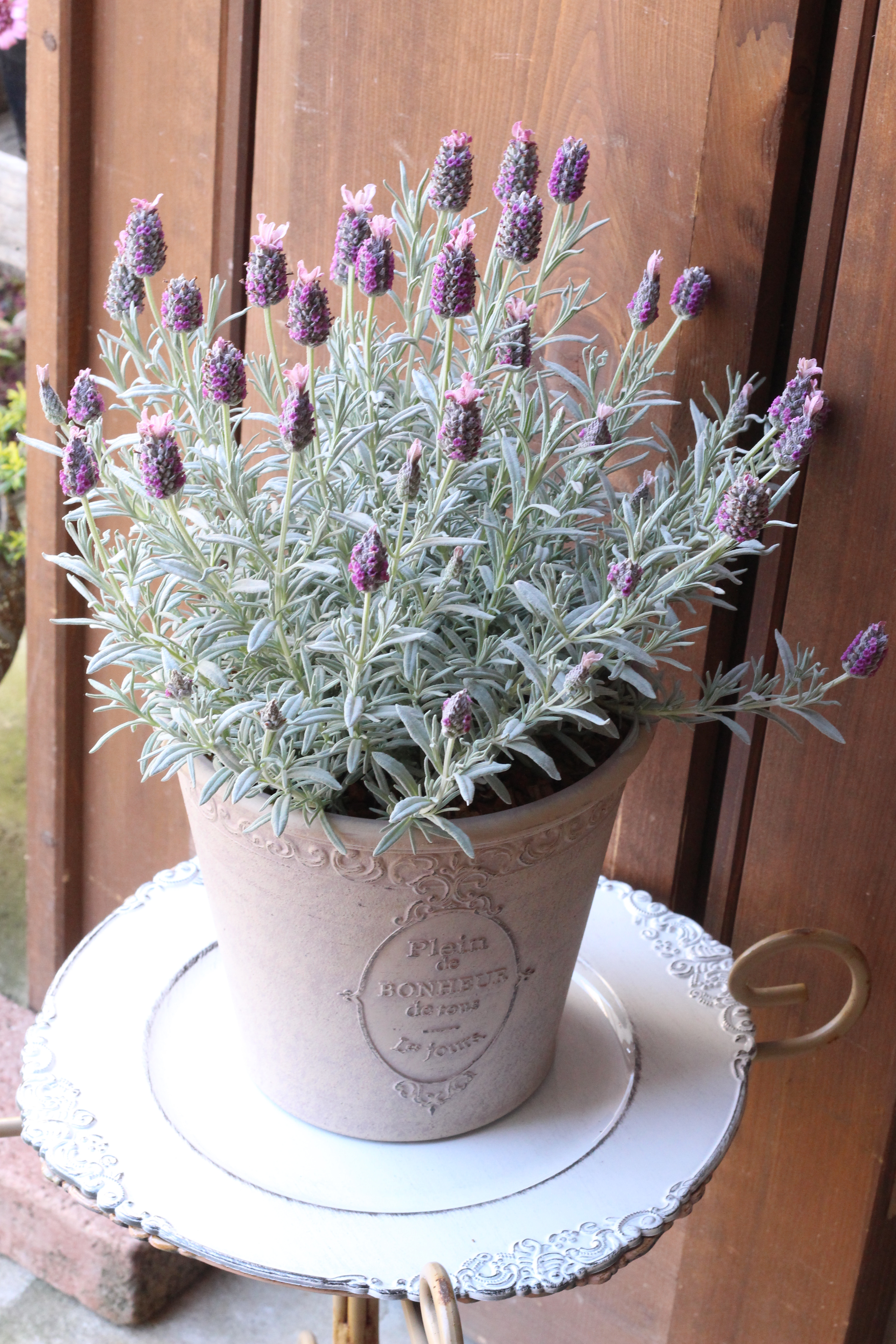 シルバーの草原からピンクのうさぎがぴょんぴょん♪フレンチラベンダー