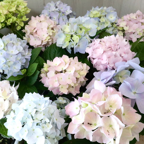 も*子様 【訳あり品】　アジサイ　育成用株　4寸22ポット　紫陽花 霧島の恵 も*子様 【訳あり品】 アジサイ 育成用株 4寸22ポット 紫陽花