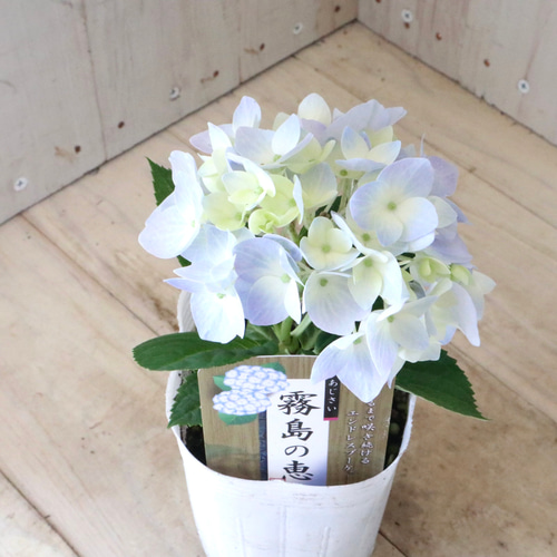 四季咲き♡霧島の恵♡紫陽花♡ガクアジサイ♡ アートフラワー nico