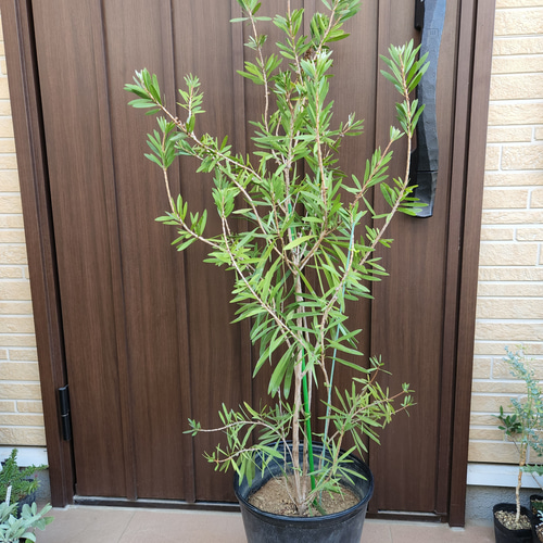 可愛いピンクのカリステモン♡ ピンクシャンパン 金宝樹 ブラシの木 株