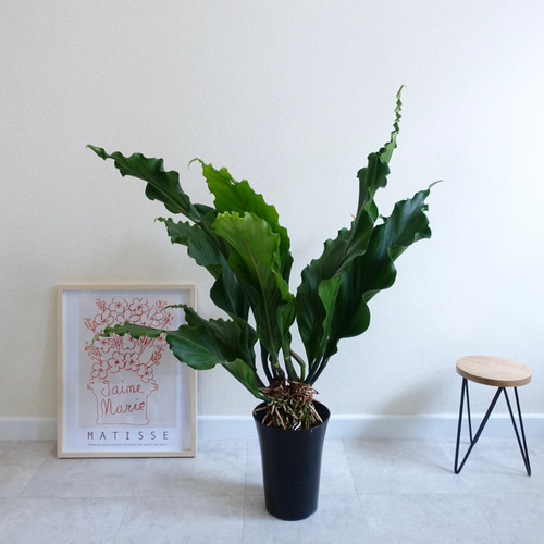 迫力あります‼︎ アンスリウム フーケリー 観葉植物 室内 大株