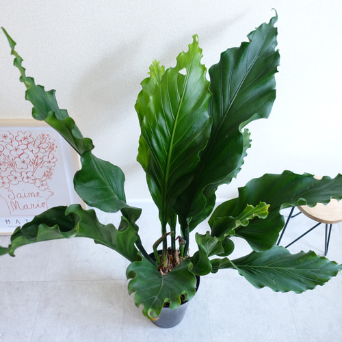 フィロデンドロン テヌー ビカクシダ アンスリウム ベイチー