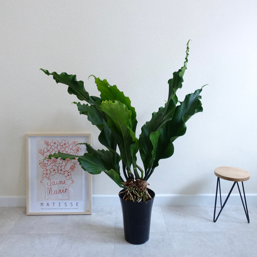 迫力あります‼︎ アンスリウム フーケリー 観葉植物 室内 大株