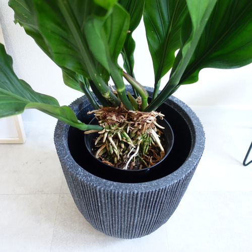 迫力あります‼︎ アンスリウム フーケリー 観葉植物 室内 大株 大株