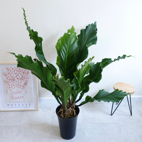 迫力あります‼︎ アンスリウム フーケリー 観葉植物 室内 大株 大株