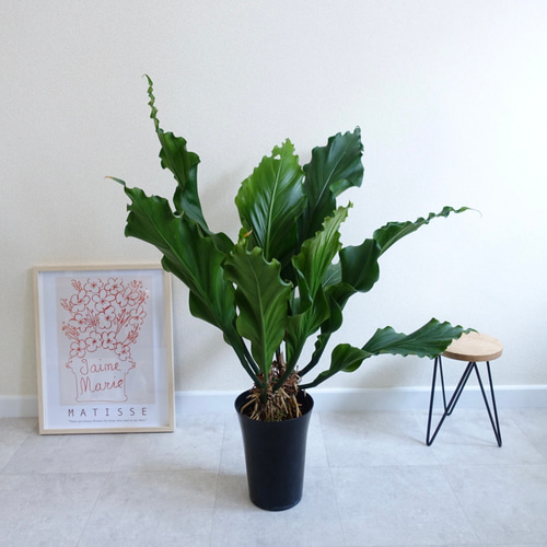 フィロデンドロン テヌー ビカクシダ アンスリウム ベイチー モンステラ フィロデンドロン テヌー ビカクシダ アンスリウム ベイチー