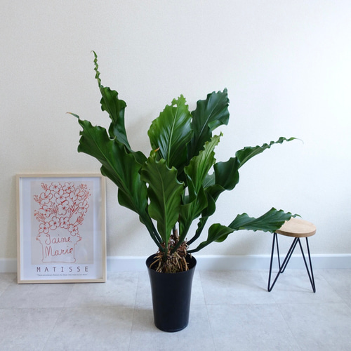 迫力あります‼︎ アンスリウム フーケリー 観葉植物 室内 大株 大株