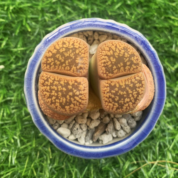 専用❤️速達付き同梱-200円多肉植物　リトープス　朝貢玉 鉢のまま 専用❤️速達付き同梱-200円多肉植物 リトープス 朝貢玉 鉢のまま 【