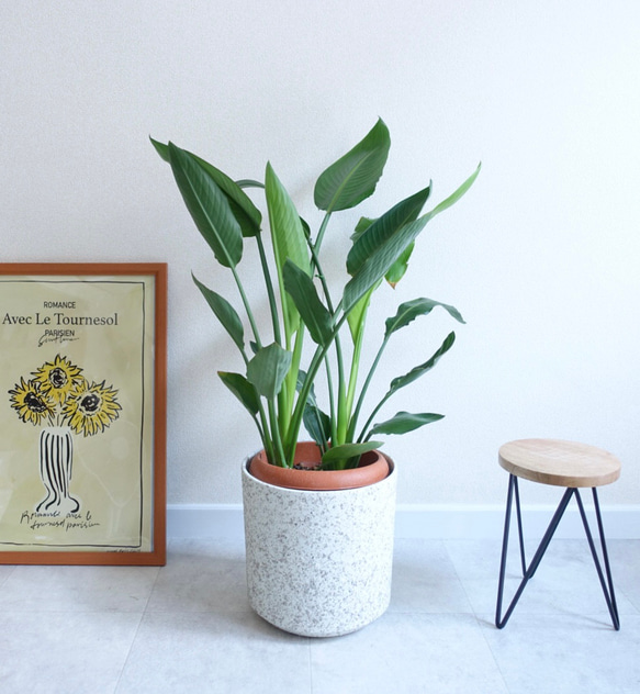 ストレチア レギネ 幹太 大株 7号鉢 観葉植物 オージープランツ 極楽鳥