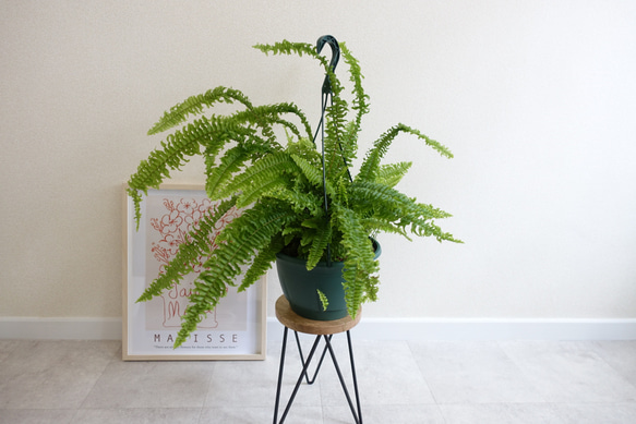 ボリューム◎ ボストンファーン 大株 8号 観葉植物 吊り下げ