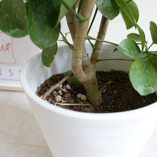 丸い葉っぱ♡希少 シェフレラ マルコ 観葉植物 室内 大型