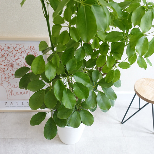 丸い葉っぱ♡希少 シェフレラ マルコ 観葉植物 室内 大型