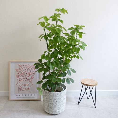 希少　大型　シェフレラ　マルコ　8号　丸い葉っぱ　　レア品種　観葉植物　　670 丸い葉っぱ♡希少 シェフレラ マルコ 観葉植物 室内 大型 カポック