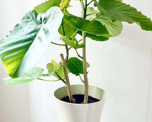 大切なウンベラータ Lサイズ 観葉植物 calm cafe 9/14撮影】観葉植物 室内 フィカス ウンベラータ 曲がり 大型