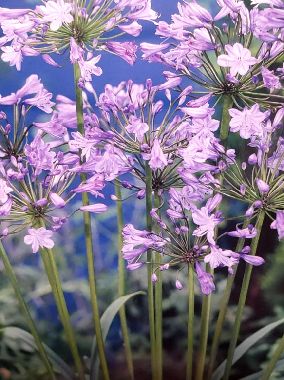 【アガパンサス】夏空をスックと立ち上がり爽やかな花を着ける  植え遅れた方へめだし球根 1球 2枚目の画像