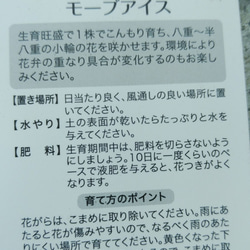 レア！花日和さんのオリジナル八重咲ペチュニア　モーブアイス 6枚目の画像