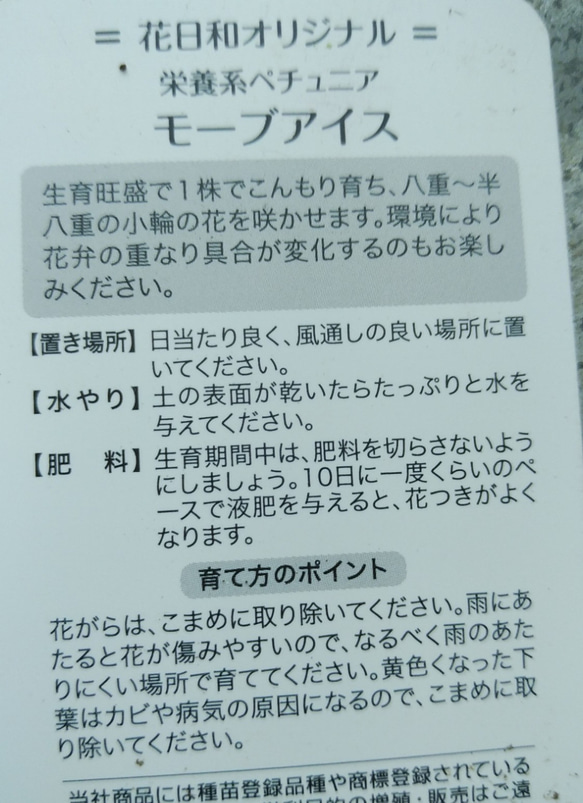 レア！花日和さんのオリジナル八重咲ペチュニア　モーブアイス 6枚目の画像
