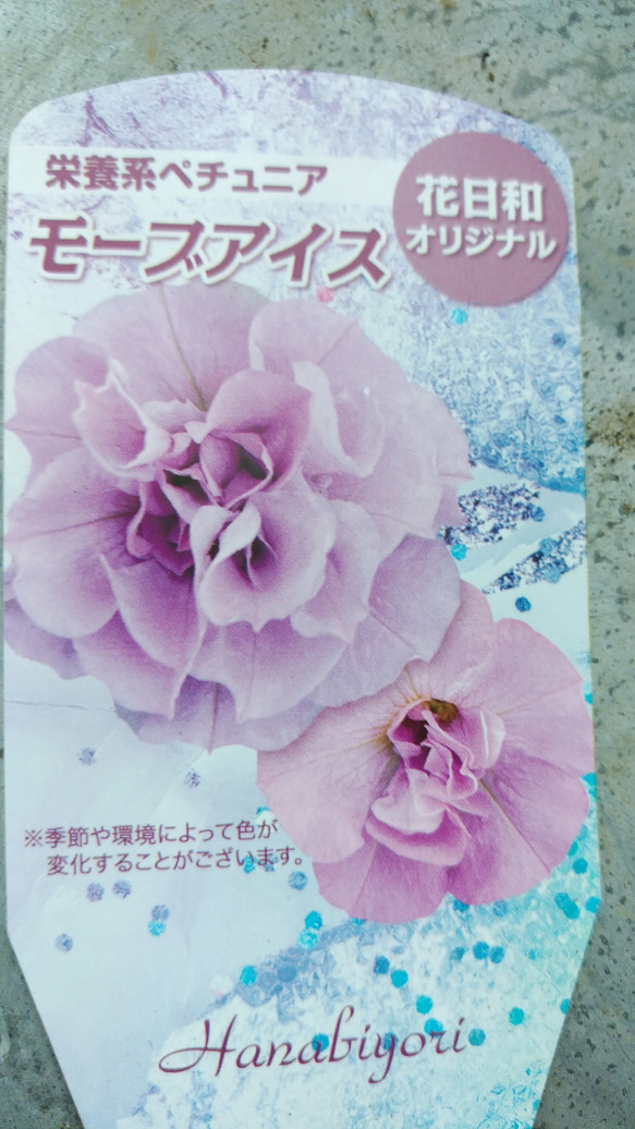 レア！花日和さんのオリジナル八重咲ペチュニア　モーブアイス 5枚目の画像