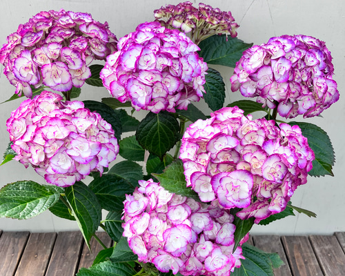 紫陽花　美品 2debf56448cf5b184519e57ae0e49b