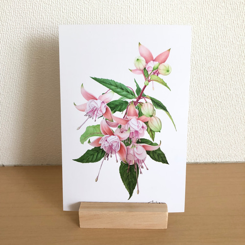 ボタニカルアート】ポストカード3枚セット(シャガ/フクシア/芍薬