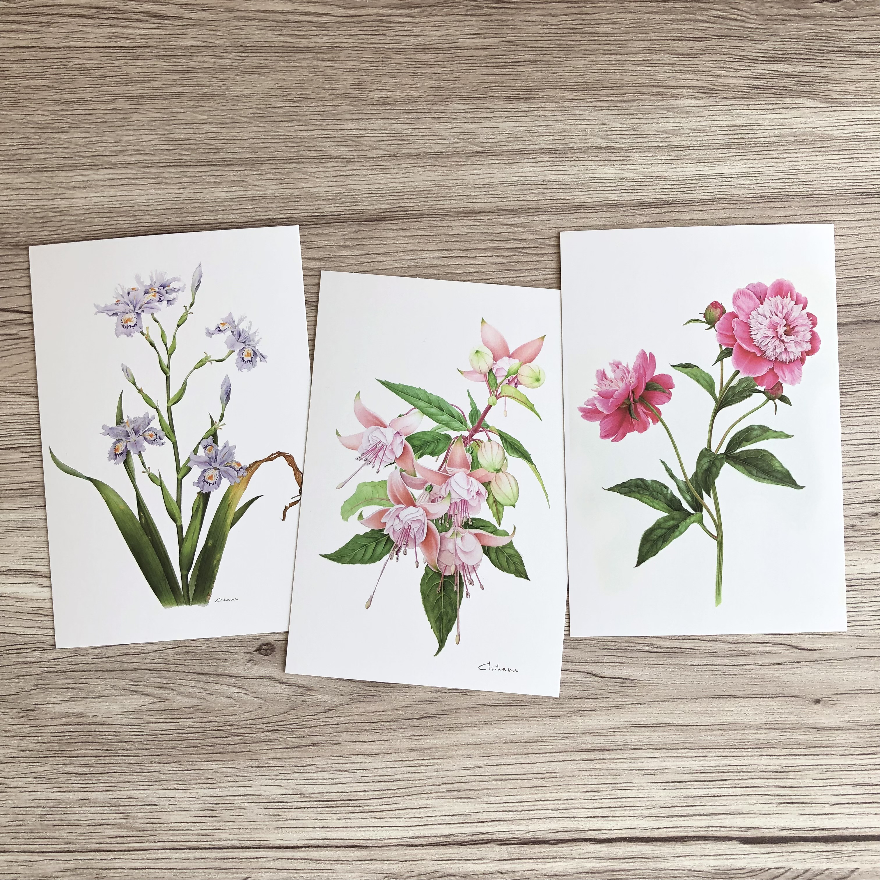 ツバキの額装品（ボタニカルアート）