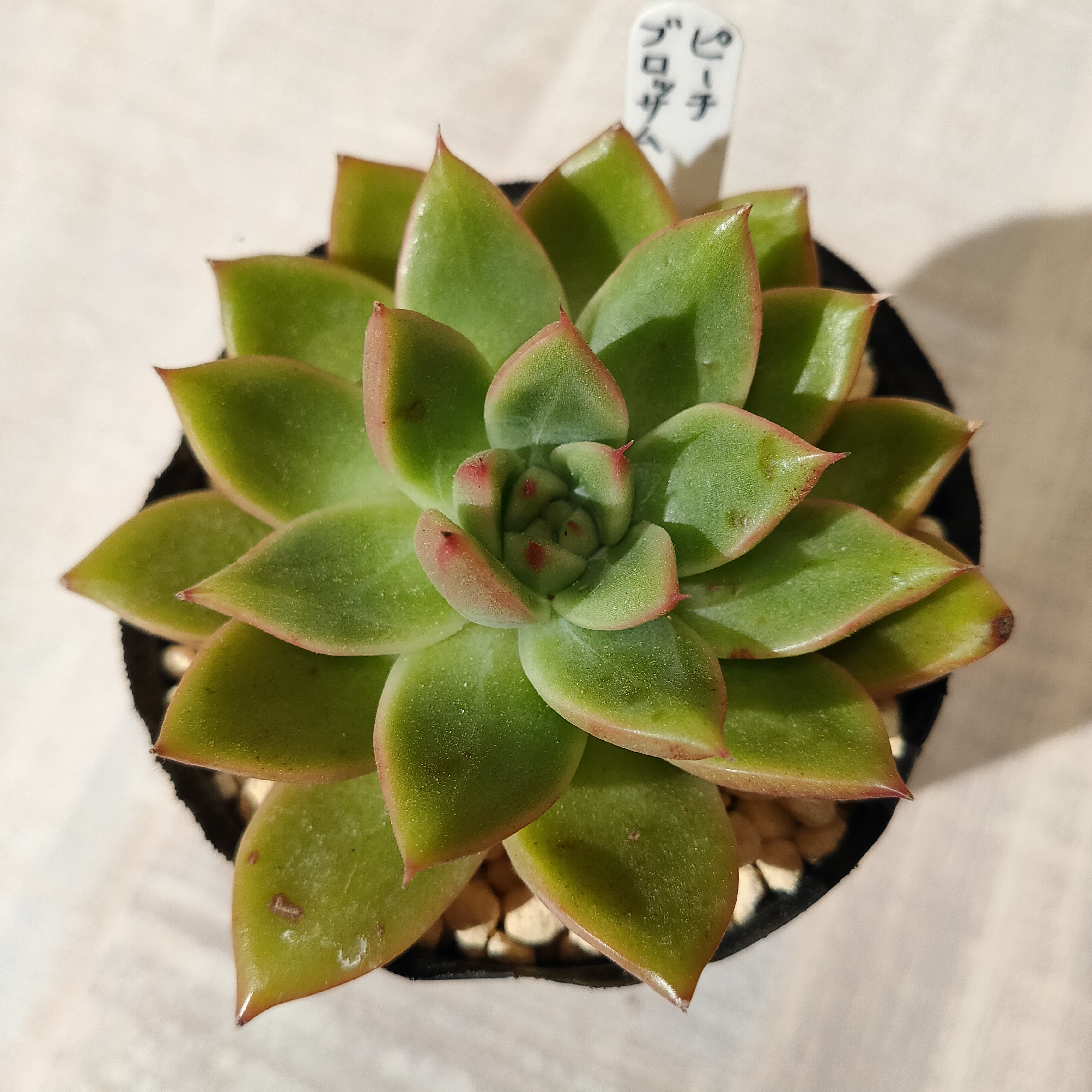 ピーチブロッサム【多肉植物】 多肉植物 エケベリアSKETCH 通販