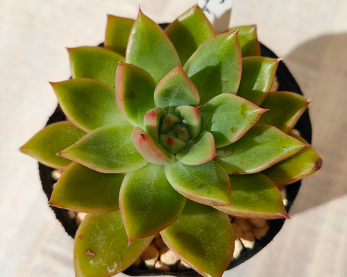 ピーチブロッサム【多肉植物】 多肉植物 エケベリアSKETCH 通販