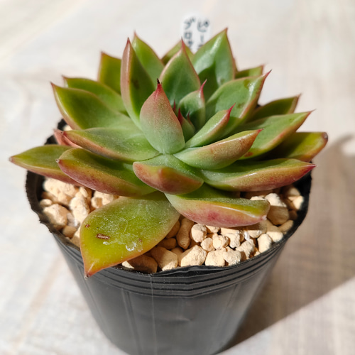 ピーチブロッサム【多肉植物】 多肉植物 エケベリアSKETCH 通販