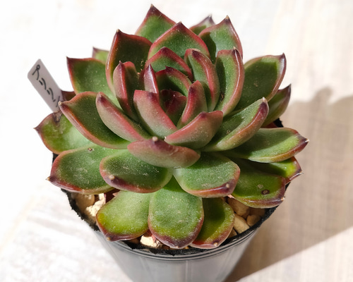 多肉植物エケベリア　プリリンゼアナ プリリンゼアナ | わたしのずかん ♫