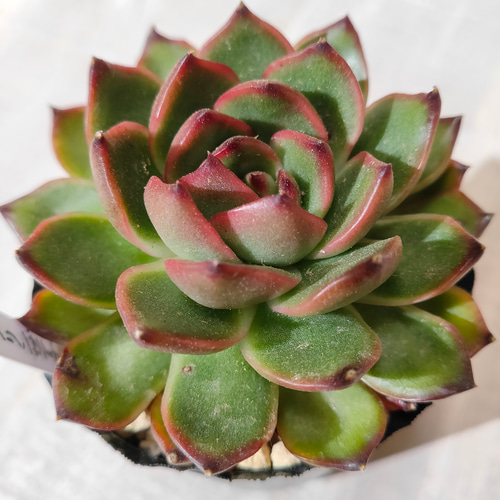 多肉植物エケベリア プリリンゼアナ 【公式通販】