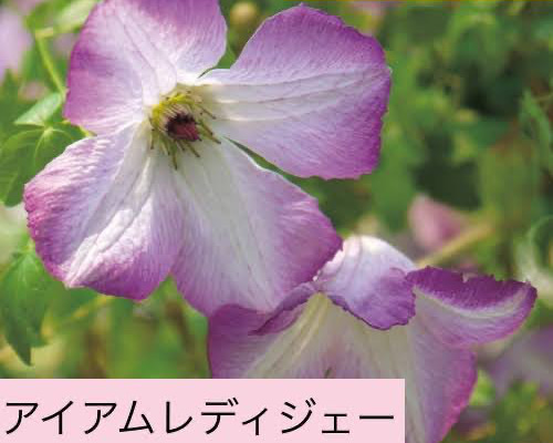 希少品種 アイアムレディジェー クレマチス苗1株 アートフラワー