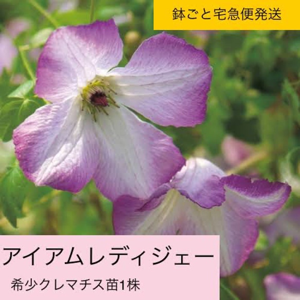 クレマチス苗 イアンシナ 希少バーシーカラー 多年草 花苗 【訳アリ】 クレマチス苗 イアンシナ 希少バーシーカラー 多年草 花苗 【訳