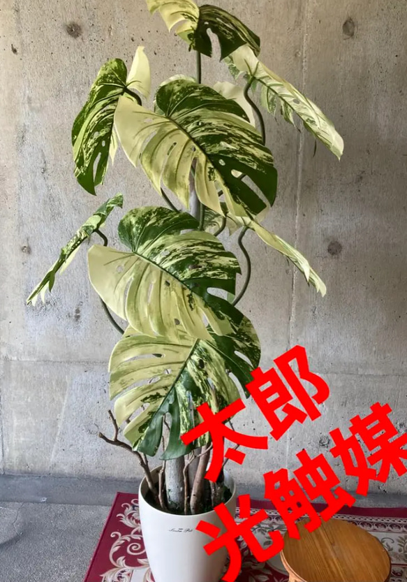 光触媒 人工観葉植物 ウォールグリーン フェイク モンステラ