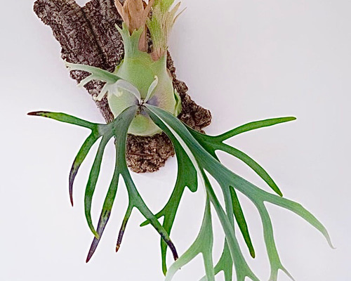 のん　ビカクシダ ウィリンキー　willinckii 観葉植物 e8b6ea09a4ff3a0045422e3217258a