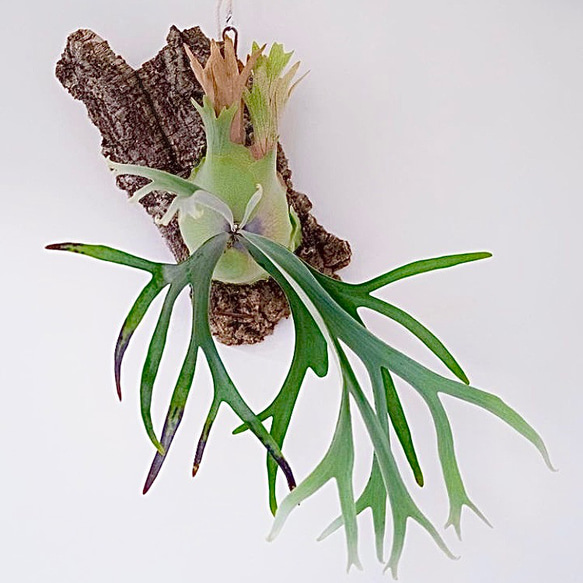 ウィリンキー　ビカクシダ　壁掛観葉植物 ウィリンキー ビカクシダ 壁掛け用 観葉植物