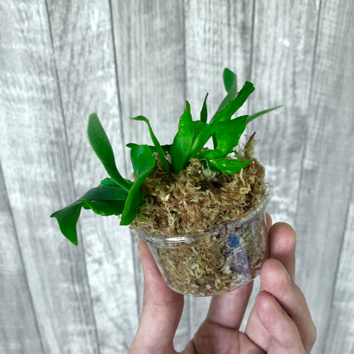 ビカクシダ ウィリンキー YMDS 幼株／輸入株 ビカクシダ YMDS ウィリンキー系 イエロームーンドワーフ スポア Y-2