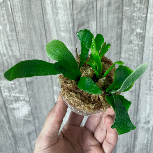 ウィリンキー 幼苗 群生 ビカクシダ 観葉植物 インテリアグリーン