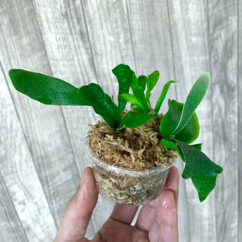 ウィリンキー 幼苗 群生 ビカクシダ 観葉植物 インテリアグリーン