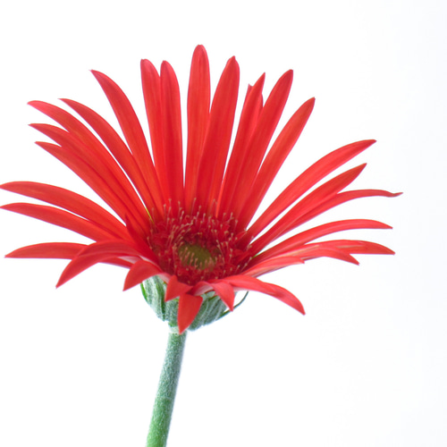 原種 ガーベラ 原種ガーベラ : あおいそら