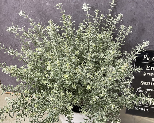 大人気オージープランツ ウエストリンギア その他インテリア雑貨 green