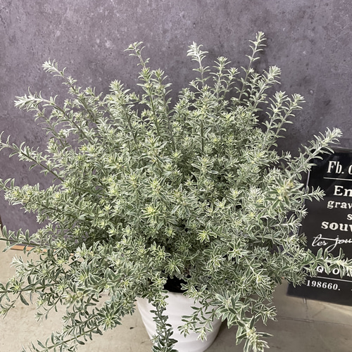 ウエストリンギア/ 979 大人気オージープランツ ウエストリンギア その他インテリア雑貨 green