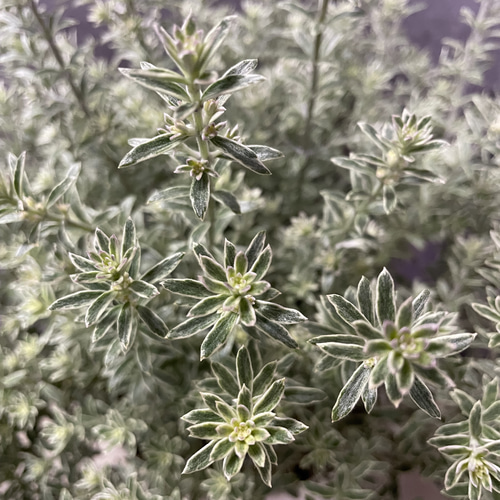 ウエストリンギア/ 979 大人気オージープランツ ウエストリンギア その他インテリア雑貨 green